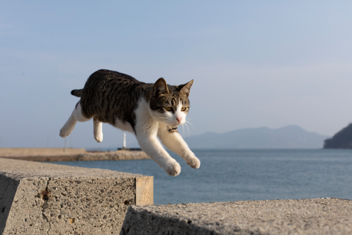 飛び猫写真6