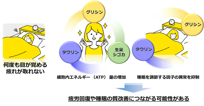 「タウリン、グリシン、生薬シゴカ中の成分が疲労の回復と睡眠の質改善につながる作用を発揮する(イメージ図)」