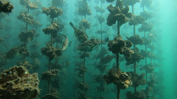 カキの間を泳ぐ魚たち