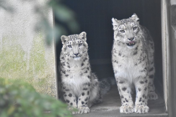 「いしかわ動物園」へは宿から車で約30分。ユキヒョウの親子(画像提供:いしかわ動物園)