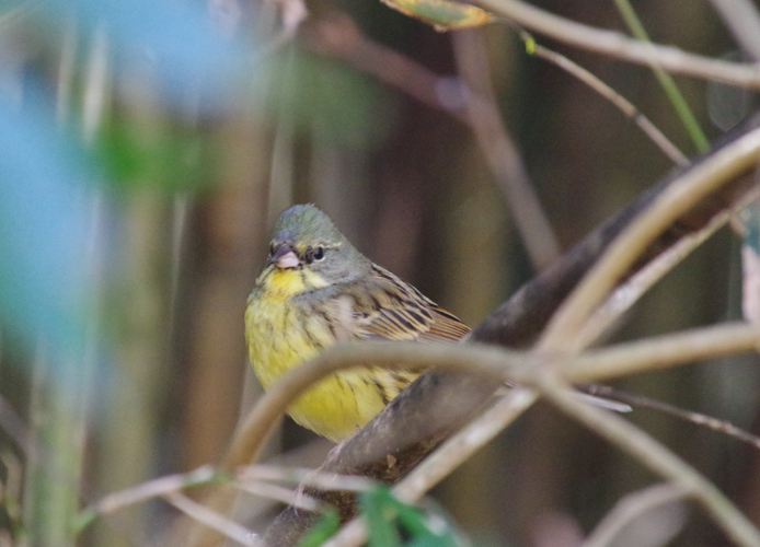  こちらはアオジ。木々の間だと黄色が案外目立ちません