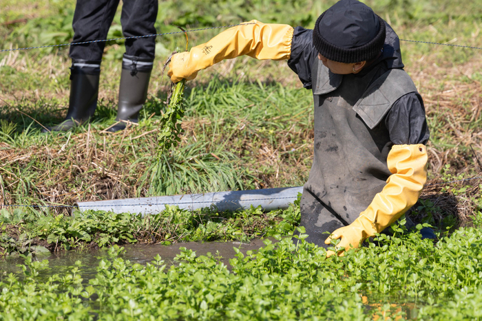 若き生産者の新ブランド「仙南せり」収穫（宮城県村田町）