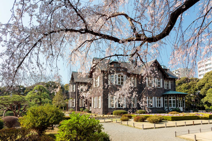 旧古河庭園シダレザクラ（過去最盛期の様子）