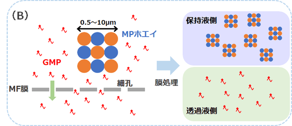 (B) 精密ろ過(MF)膜によりGMPと微粒子化ホエイ(MPホエイ)を分離する