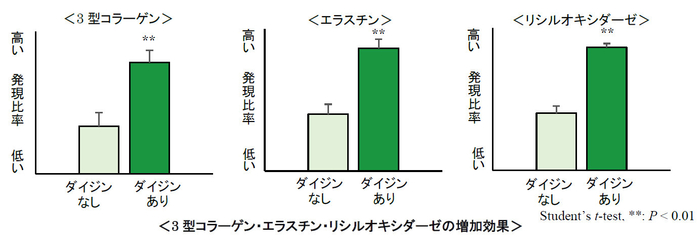 3型コラーゲン・エラスチン・リシルオキシダーゼの増加効果