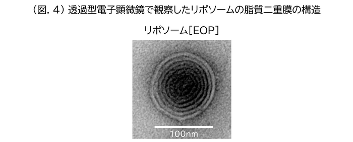 (図.4)透過型電子顕微鏡で観察したリポソームの脂質二重膜の構造