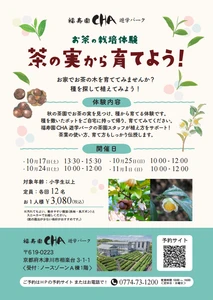 秋の茶園で茶の実を探し、種から育てる
「お茶の栽培体験～茶の実から育てよう！～」を期間限定で開催