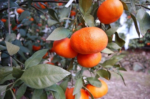 【マルシェ出品予定商品の一例】甘平