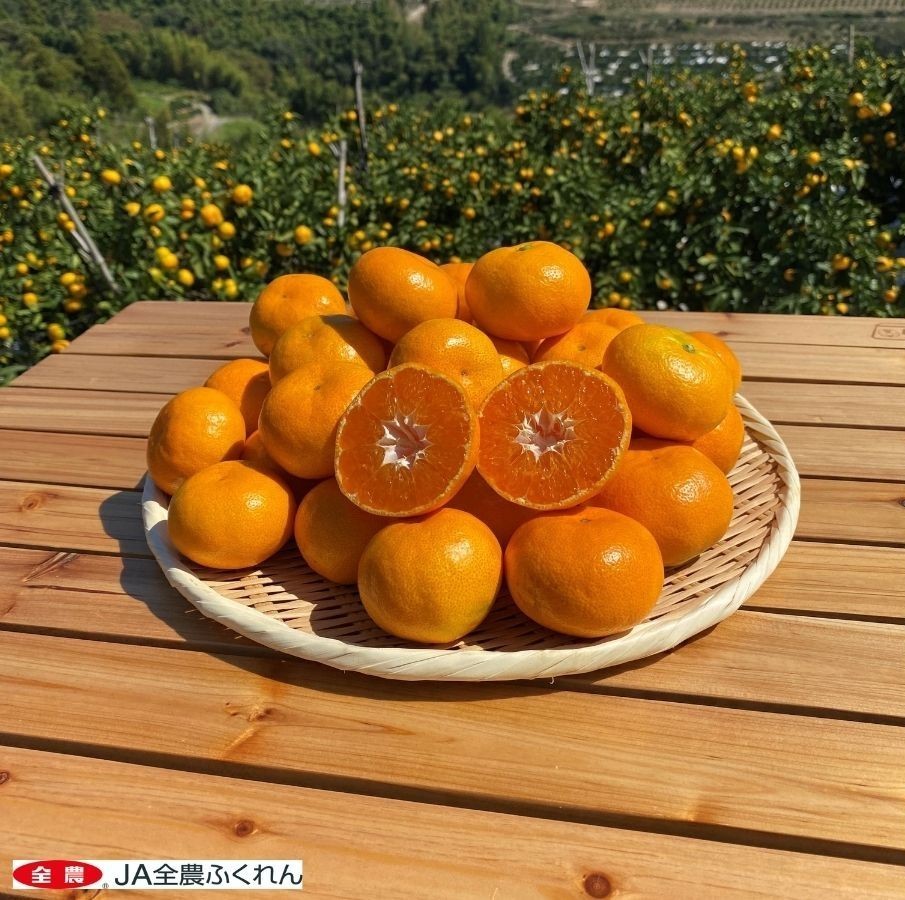福岡県産みかん「北原早生」