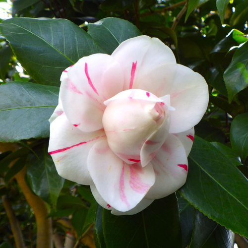 ツバキ &lsquo;神代桃錦&rsquo;