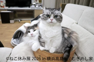 猫と犬のかわいさに癒やされる6日間！横浜高島屋で 「ねこ休み展」＆「鼻ぺちゃ展」10/29(木)～11/3(火・祝)開催 　特別POP UP EVENTや会場限定グッズが登場