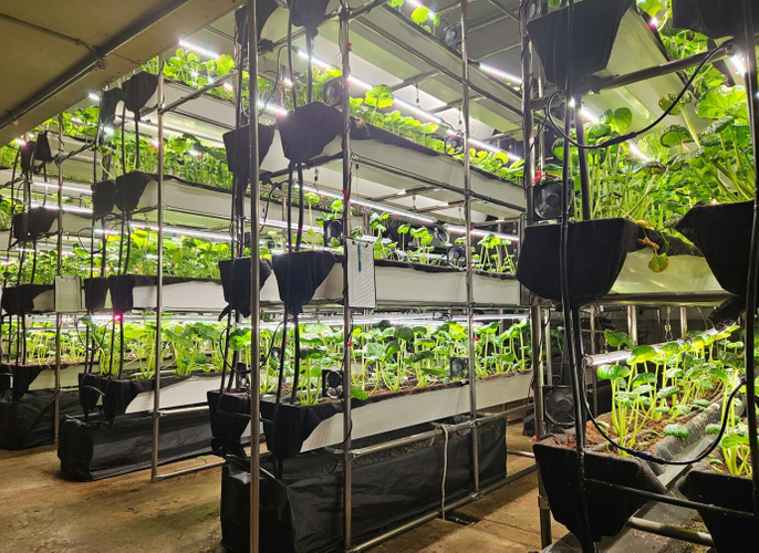 わさびに特化した屋内栽培システム1