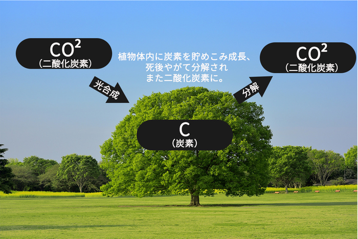 植物は光合成で炭素を取り入れ、死後やがて分解され二酸化炭素などとして大気中に放出される
