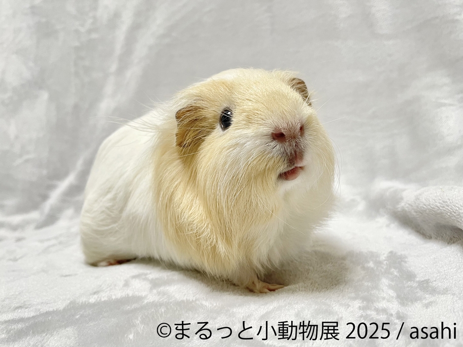 まるっと小動物展 展示作品:asahi