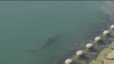 韓国・釜山港の北港に現れた一匹のサメ「ブカンイ」