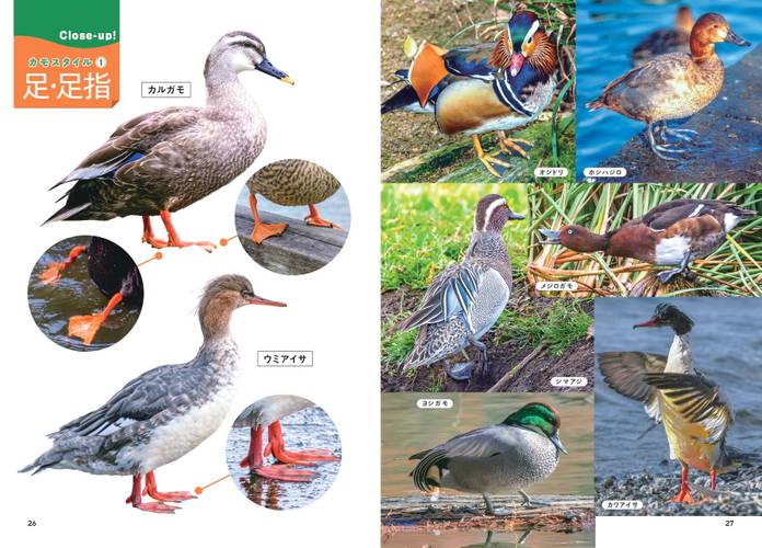 カモスタイル（足・足指）