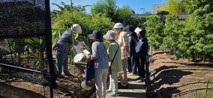 令和7年（2025年）7月に実施した薬用植物園見学会の案内ツアーの様子