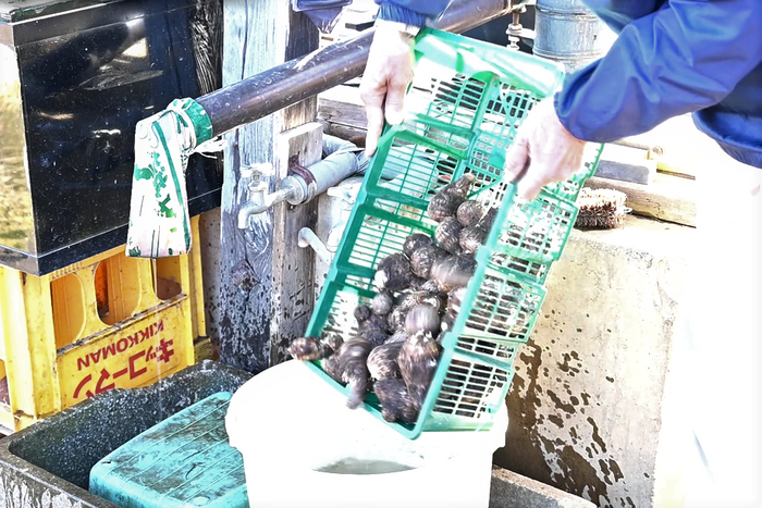 ②バケツの中にそっと入れて&hellip;