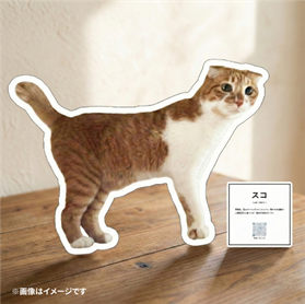 ＜保護猫 写真展：展示イメージ＞