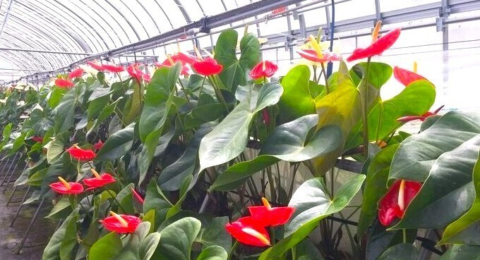 川俣町の復興支援の一つとなったアンスリウムのビニールハウス