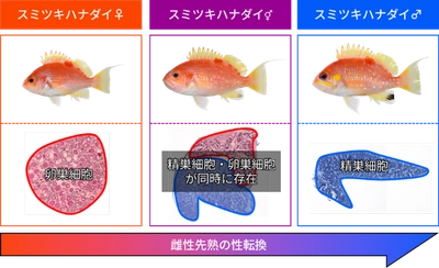 希少魚である「スミツキハナダイ」が性転換することを発見　魚類の繁殖様式や生態の理解をすすめる研究成果