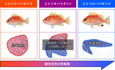 図1　スミツキハナダイの性転換（上段は外部形態、下段は生殖腺組織）