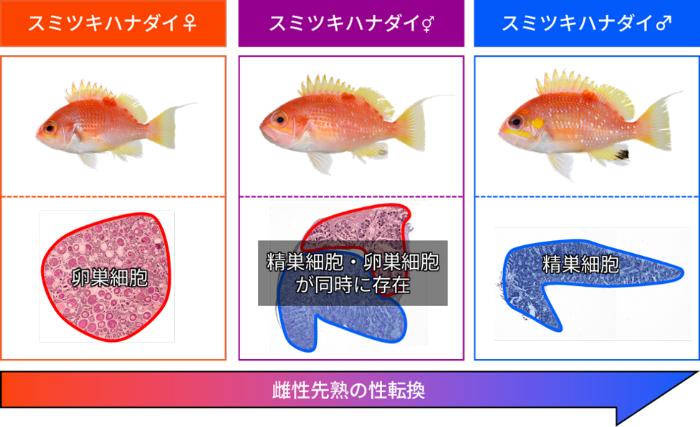 図1　スミツキハナダイの性転換（上段は外部形態、下段は生殖腺組織）