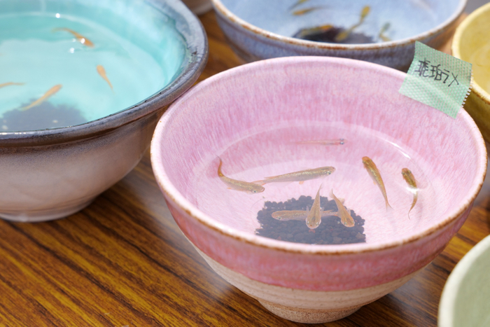 陶器とメダカのコラボ