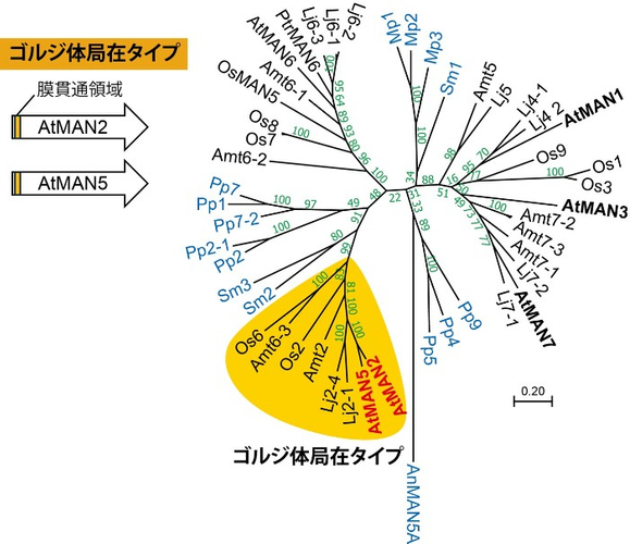 図2. ゴルジ体局在タイプのマンナナーゼ　シロイヌナズナだけではなく、ミヤコグサ（マメ科、Lj2-1、Lj2-4）やイネ（イネ科、Os2、Os6）、基部被子植物であるアンボレラ（アンボレラ科、Amt2、Amt6-3）にもゴルジ体局在タイプのマンナナーゼ遺伝子が存在する。