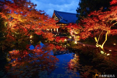 紫雲の庭