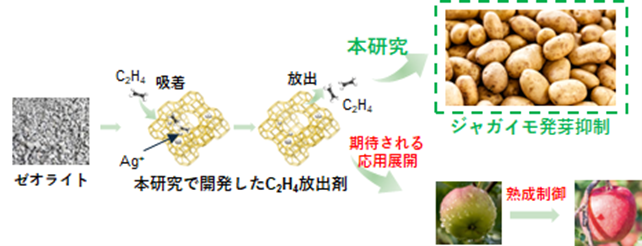 ゼオライトを用いたC2H4固体放出剤の開発と応用