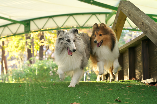屋根付きドックラン