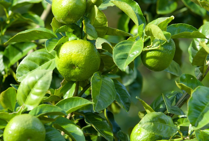 直七イメージ画像