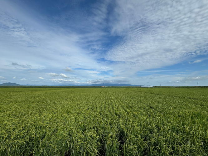 ファーマフーズのバイオスティミュラントを試験している水田