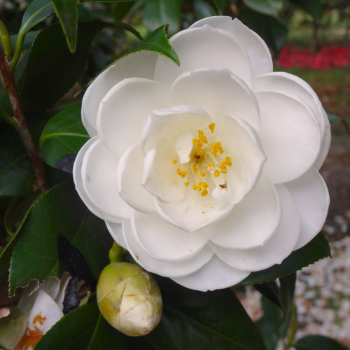 ツバキ &lsquo;空蝉&rsquo;