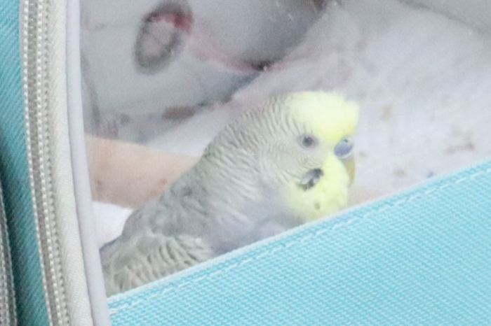 セキセイインコの「ルイス」