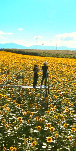 高台からのひまわり畑