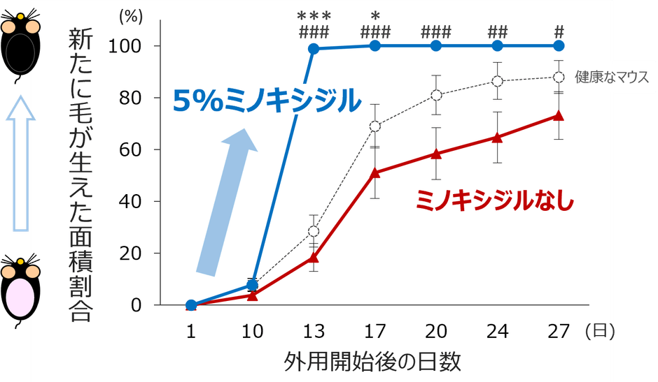 図2　休止期脱毛症の病態を模倣したマウスにおけるミノキシジルの毛成長促進効果