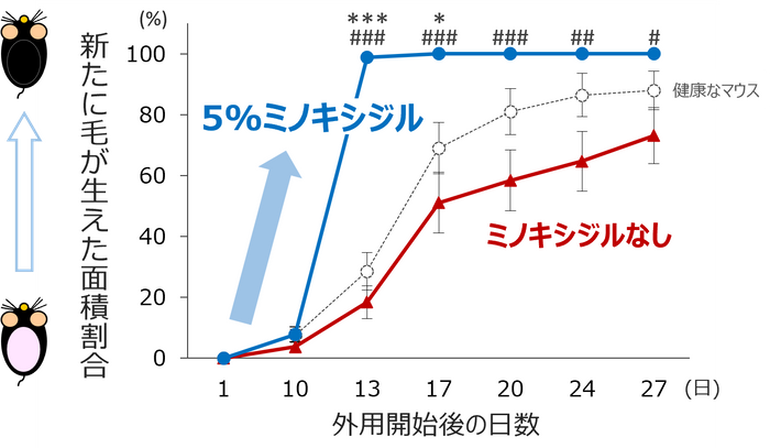 図2　休止期脱毛症の病態を模倣したマウスにおけるミノキシジルの毛成長促進効果