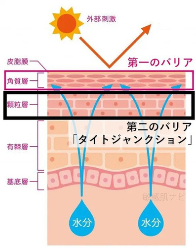 お肌の第二のバリア