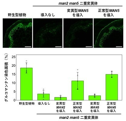 図5. MAN遺伝子導入による細胞壁グルコマンナンの回復　man2 man5二重変異体に、活性部位に変異を導入したMAN遺伝子や正常型のMAN遺伝子を導入し、茎のグルコマンナン蓄積の回復を評価した（上段）。スケールバーは50&mu;mを表す。横断切片の面積に占める染色された領域の面積を比較した（下段）。