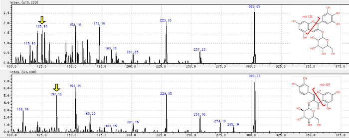 図2.アントシアニン(上:delphinidin-3-glucoside)とフラボノール(下:quercetin 3-glucoside)のMS/MSスペクトル。黄矢印で示すプロダクトイオンが、各化合物に特異的に検出された。