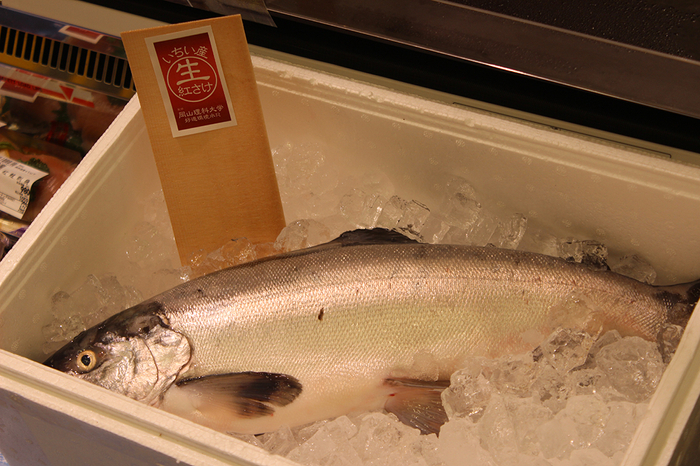 店頭の特設コーナーでは成長したベニザケの姿も披露されました