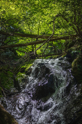 森に響く清流