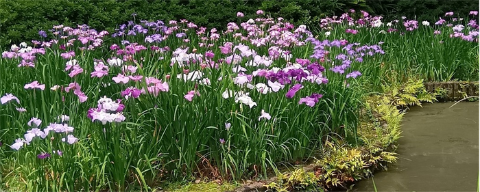 花菖蒲田 (昨年の様子）