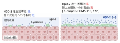腟内常在菌Lactobacillus crispatusは、
付着依存的に宿主抗菌ペプチド応答を制御する
