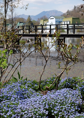 春 ワスレナグサ