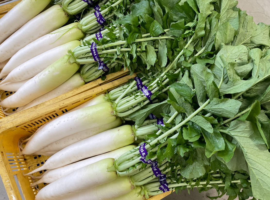 片手でつかみ取り・葉付き大根