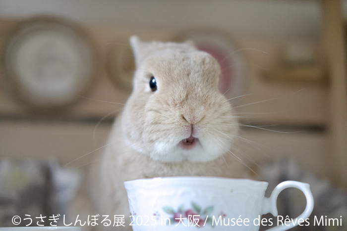 うさぎしんぼる 展示作品4