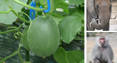 なら近大農法で栽培した未成熟の近大ICTメロン